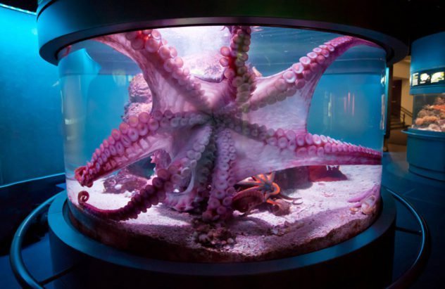 octopus in tank